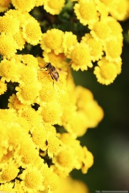 研究发现：气候变化可能导致美国花粉季提前结束